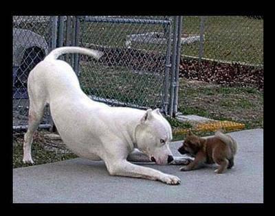 pitt bull